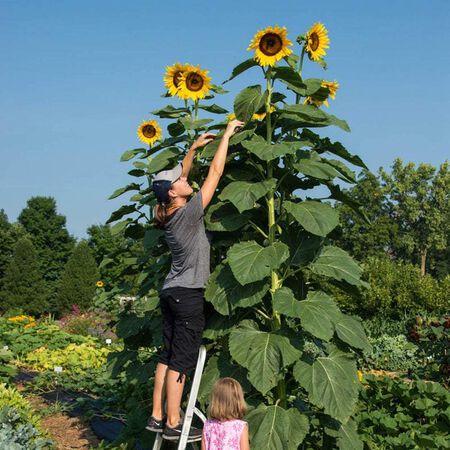 American Giant, (F1) Sunflower Seeds - Packet image number null
